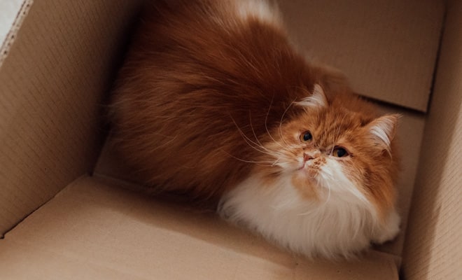 Cat in cardboard box