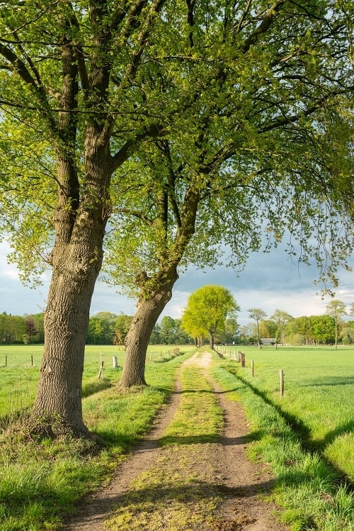 Beautiful path in the park 