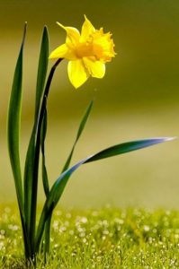 Daffodil